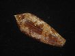 画像2: コガネイモ(Conus aureus) 美品　西表島産 (2)