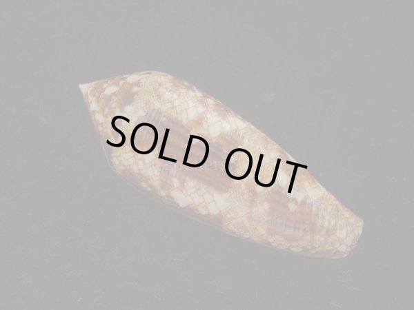 画像2: コガネイモ(Conus aureus) 美品　西表島産 (2)