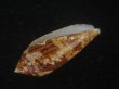 画像3: コガネイモ(Conus aureus) 美品　西表島産 (3)