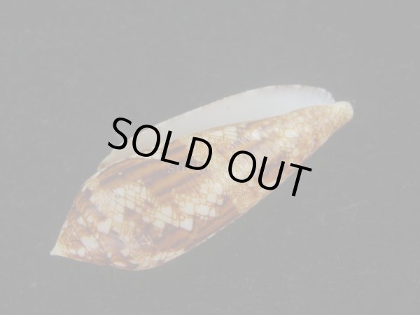 画像3: コガネイモ(Conus aureus) 美品　西表島産 (3)