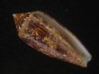 画像1: コガネイモ(Conus aureus) 大　特美品　西表島産 (1)