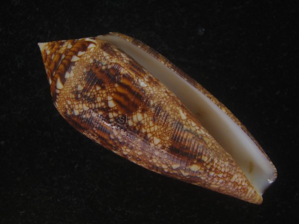 画像1: コガネイモ(Conus aureus) 大　特美品　西表島産 (1)