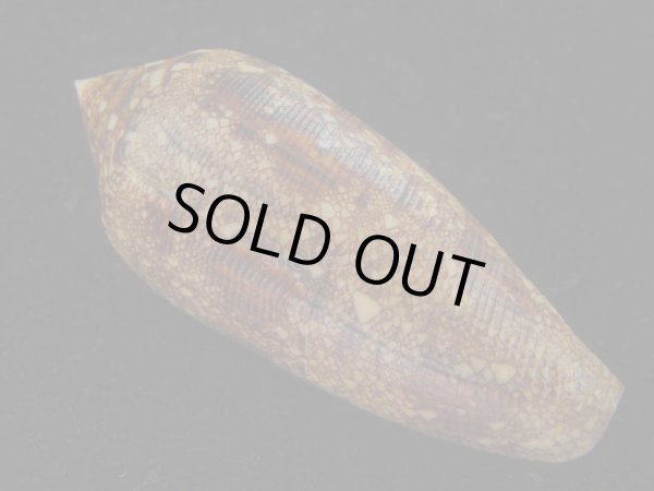 画像2: コガネイモ(Conus aureus) 大　特美品　西表島産 (2)