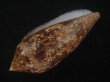 画像3: コガネイモ(Conus aureus) 大　特美品　西表島産 (3)