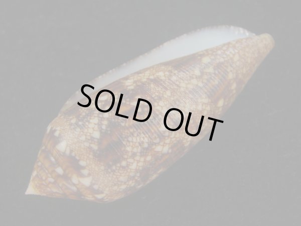 画像3: コガネイモ(Conus aureus) 大　特美品　西表島産 (3)