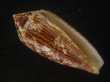 画像1: コガネイモ(Conus aureus) 大　老成　美品　西表島産 (1)