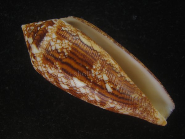 画像1: コガネイモ(Conus aureus) 大　老成　美品　西表島産 (1)