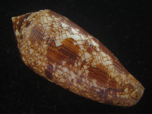 画像2: コガネイモ(Conus aureus) 大　老成　美品　西表島産 (2)