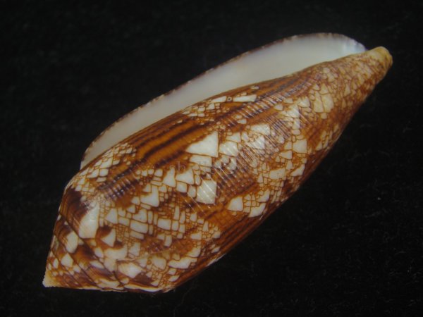 画像3: コガネイモ(Conus aureus) 大　老成　美品　西表島産 (3)