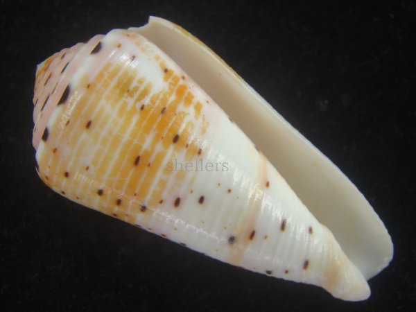 画像1: ハナヤカミナシ(Conus aurisiacus) 大 (1)