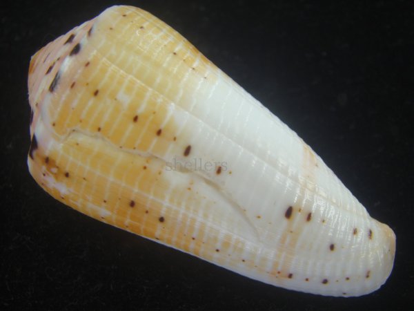 画像2: ハナヤカミナシ(Conus aurisiacus) 大 (2)