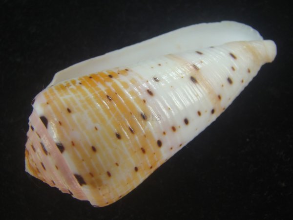 画像3: ハナヤカミナシ(Conus aurisiacus) 大 (3)