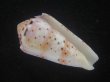 画像1: ハナヤカミナシ(Conus aurisiacus) (1)