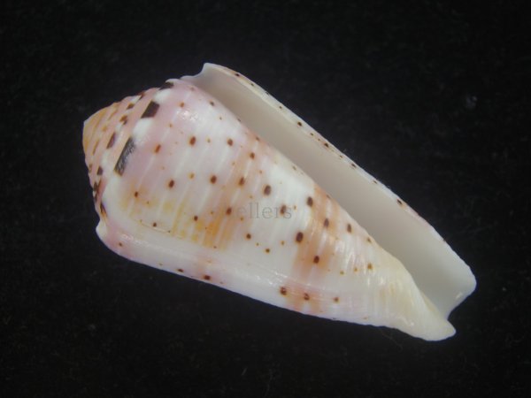 画像1: ハナヤカミナシ(Conus aurisiacus) (1)