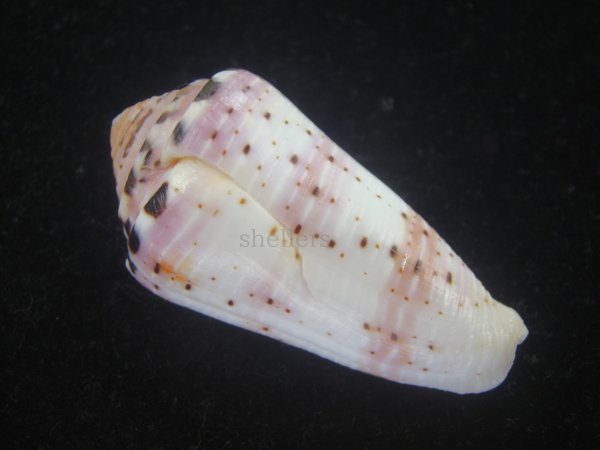 画像2: ハナヤカミナシ(Conus aurisiacus) (2)
