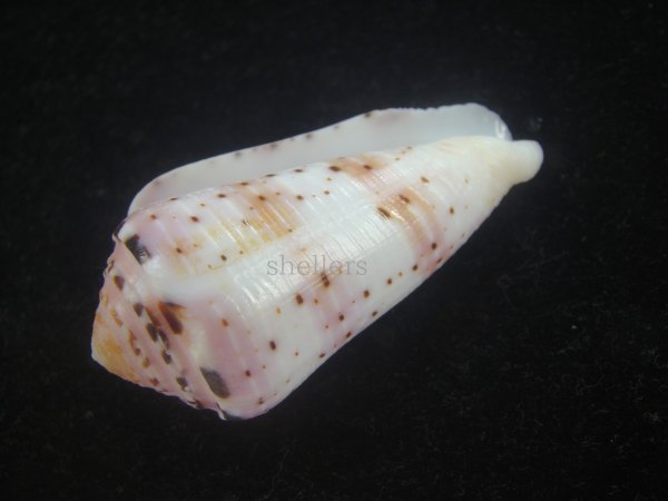 画像3: ハナヤカミナシ(Conus aurisiacus) (3)