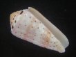 画像1: ハナヤカミナシ(Conus aurisiacus) 美品 (1)