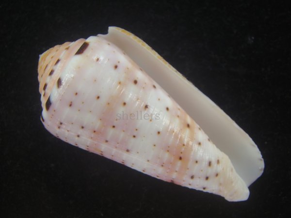 画像1: ハナヤカミナシ(Conus aurisiacus) 美品 (1)