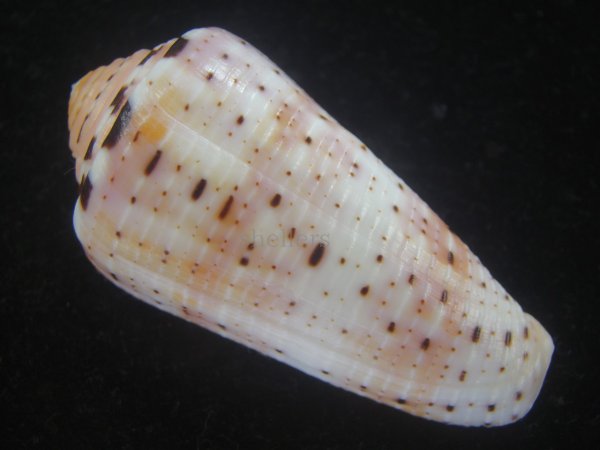 画像2: ハナヤカミナシ(Conus aurisiacus) 美品 (2)
