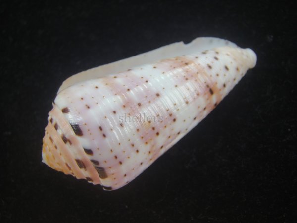 画像3: ハナヤカミナシ(Conus aurisiacus) 美品 (3)