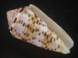 画像1: ハナヤカミナシ(Conus aurisiacus) 66ｍｍ　特大　老成　濃色 (1)