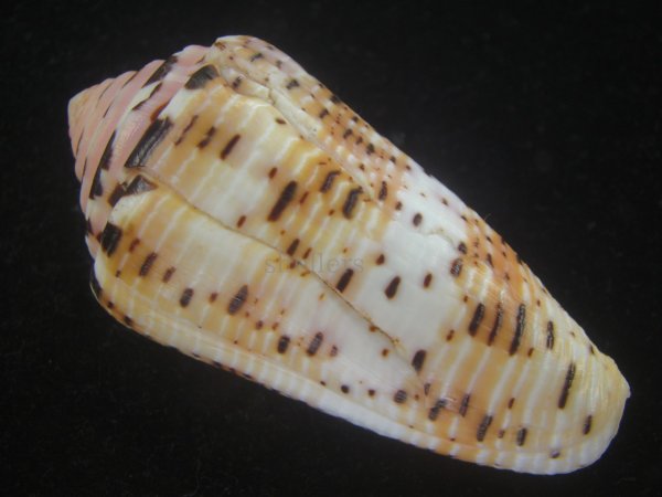 画像2: ハナヤカミナシ(Conus aurisiacus) 66ｍｍ　特大　老成　濃色 (2)