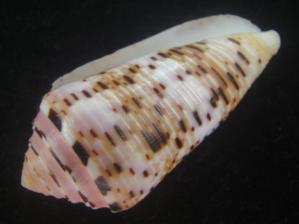 画像3: ハナヤカミナシ(Conus aurisiacus) 66ｍｍ　特大　老成　濃色 (3)