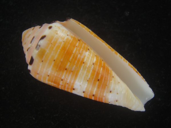 画像1: ハナヤカミナシ(Conus aurisiacus) 美品 (1)