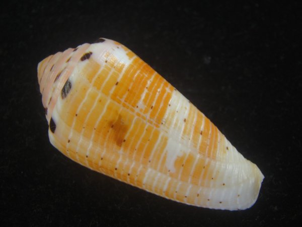 画像2: ハナヤカミナシ(Conus aurisiacus) 美品 (2)