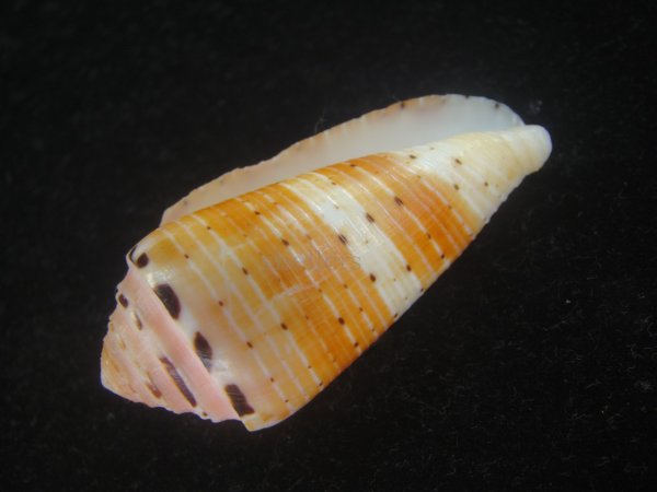 画像3: ハナヤカミナシ(Conus aurisiacus) 美品 (3)