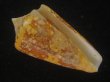 画像1: テンジクイモ(Conus ammiralis) 老成　美品　西表島産 (1)
