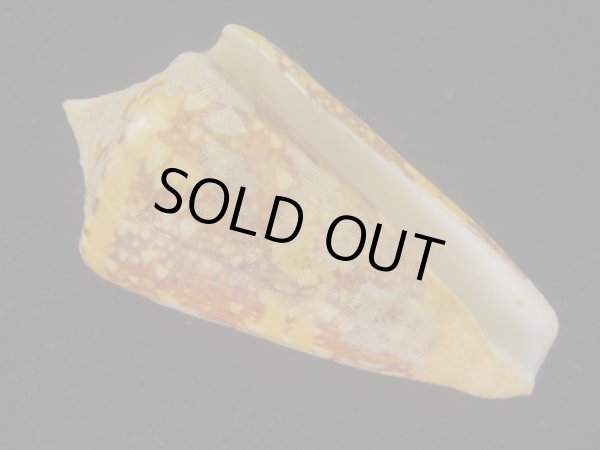 画像1: テンジクイモ(Conus ammiralis) 老成　美品　西表島産 (1)