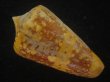 画像2: テンジクイモ(Conus ammiralis) 老成　美品　西表島産 (2)