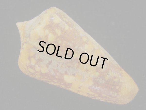 画像2: テンジクイモ(Conus ammiralis) 老成　美品　西表島産 (2)
