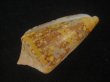 画像3: テンジクイモ(Conus ammiralis) 老成　美品　西表島産 (3)