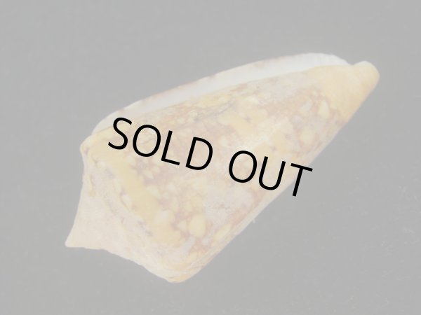 画像3: テンジクイモ(Conus ammiralis) 老成　美品　西表島産 (3)