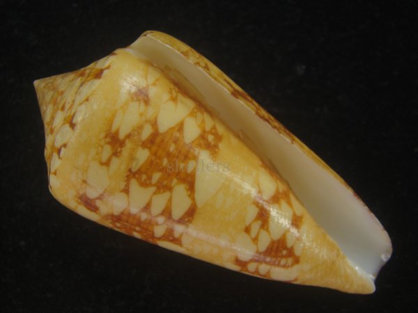 画像1: テンジクイモ(Conus ammiralis) 老成　美品　西表島産 (1)