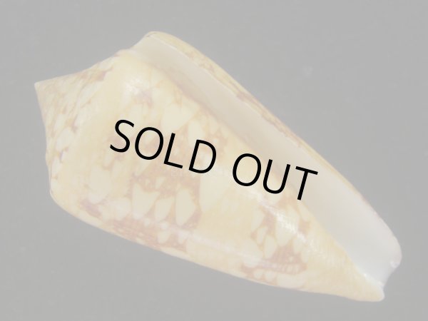 画像1: テンジクイモ(Conus ammiralis) 老成　美品　西表島産 (1)