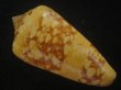 画像2: テンジクイモ(Conus ammiralis) 老成　美品　西表島産 (2)