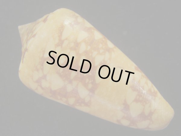 画像2: テンジクイモ(Conus ammiralis) 老成　美品　西表島産 (2)