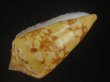 画像3: テンジクイモ(Conus ammiralis) 老成　美品　西表島産 (3)