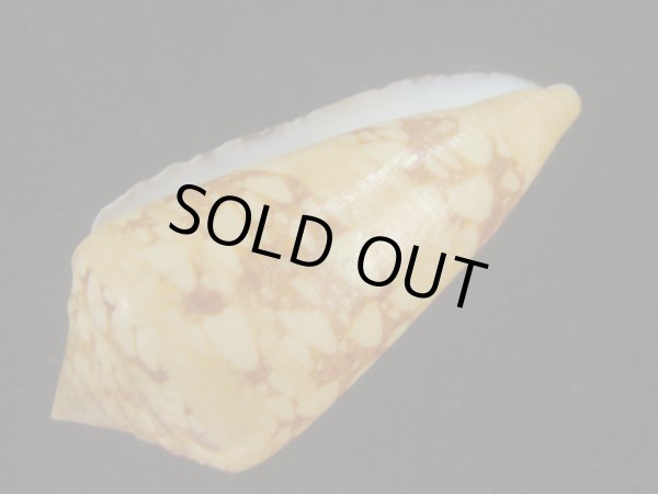 画像3: テンジクイモ(Conus ammiralis) 老成　美品　西表島産 (3)