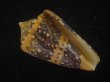 画像1: テンジクイモ(Conus ammiralis) 濃色　美品　西表島産 (1)