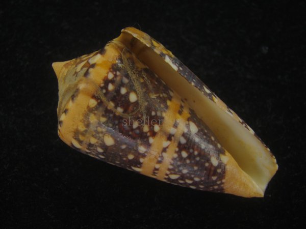 画像1: テンジクイモ(Conus ammiralis) 濃色　美品　西表島産 (1)