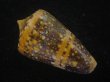 画像2: テンジクイモ(Conus ammiralis) 濃色　美品　西表島産 (2)