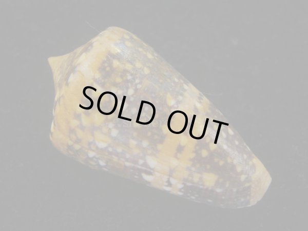 画像2: テンジクイモ(Conus ammiralis) 濃色　美品　西表島産 (2)