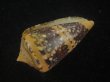 画像3: テンジクイモ(Conus ammiralis) 濃色　美品　西表島産 (3)