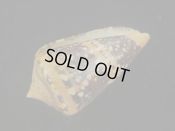 画像3: テンジクイモ(Conus ammiralis) 濃色　美品　西表島産 (3)