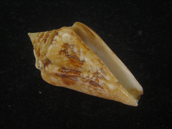 画像1: スコットジョーダンイモ(Conus scottjordani) (1)