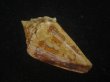 画像2: スコットジョーダンイモ(Conus scottjordani) (2)
